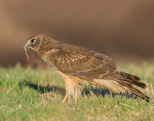 Northern Harrier on the ground