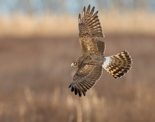 Northern Harrier in flight
