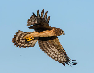 Northern Harrier in flight