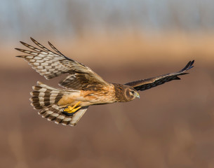 Northern Harrier in flight