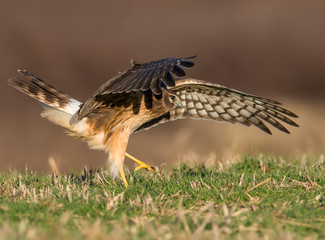 Northern Harrier in flight