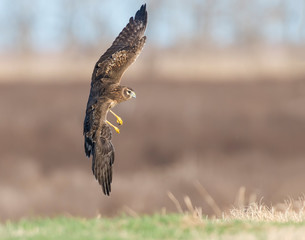 Northern Harrier in flight