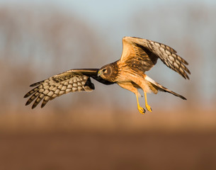 Obraz premium Northern Harrier in flight