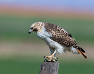 Red-tailed Hawk on a post eating a rat