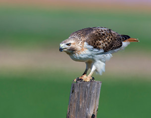 Red-tailed Hawk on a post eating a rat