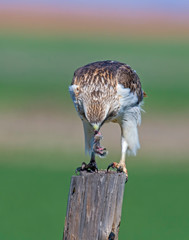 Red-tailed Hawk on a post eating a rat