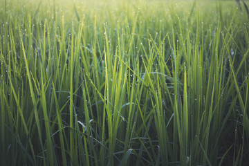 green grass in the wind