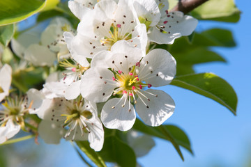 Obraz premium Apple tree flower on a tree branch in spring
