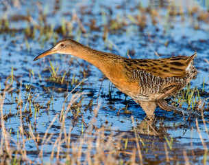 King Rail in a swamp