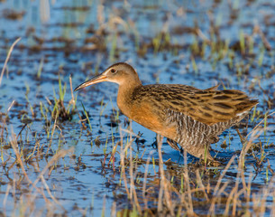 King Rail in a swamp