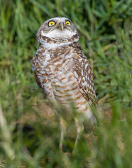Burrowing Owl