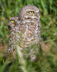 Burrowing Owl