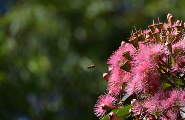 pink flower gum tree with bee