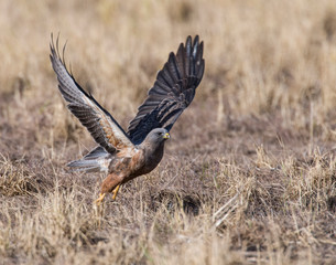 Swainson's Hawk dark morph