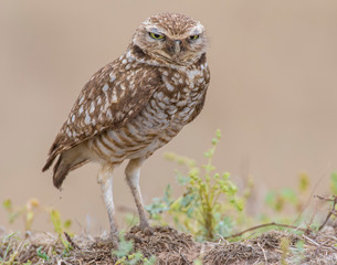 Burrowing Owl