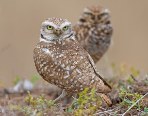 Burrowing Owl