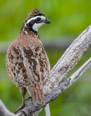 Male Bobwhite Quail