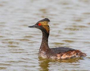 Eared Grebe in the water