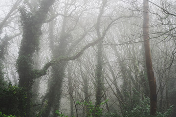 Fototapeta na wymiar Beautiful foggy, misty woodland scene. Taken in Sintra, Portugal in winter