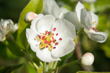 Obraz premium Pear flower on a tree branch in spring