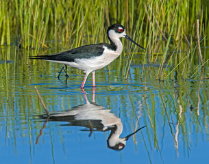 Black  Necked Stilt in the water