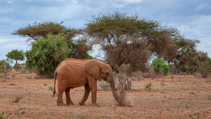 Joung elephant walking in savanna