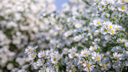 Soft focus with white daisies, garden daisies White, white daisies close-up, white daisies intersecting with the blue sky