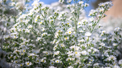 Soft focus with white daisies, garden daisies White, white daisies close-up, white daisies intersecting with the blue sky
