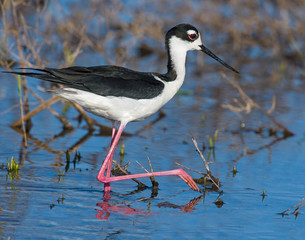 Black  Necked Stilt in the water