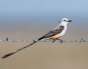 scissortail Flycatcher