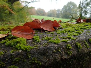 Laub mit Moos 