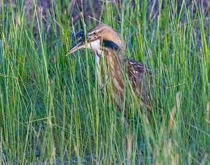American Bittern eating a frog