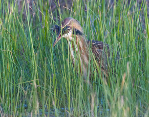 American Bittern eating a frog