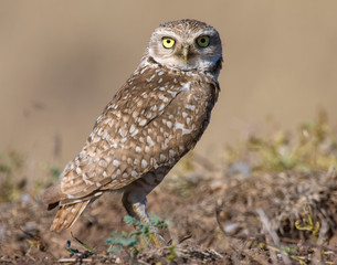 Burrowing Owl