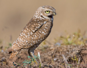 Burrowing Owl