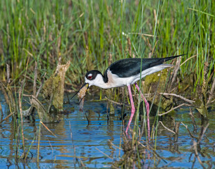Black  Necked Stilt in the water