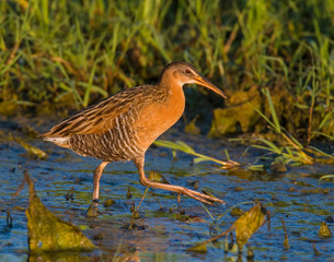 King Rail in a swamp