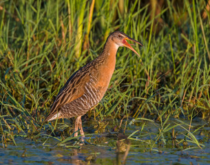 King Rail in a swamp