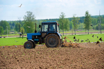 Obraz premium The tractor plows a field and the birds flocked to the arable land