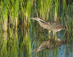 American Bittern in a marsh