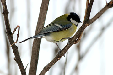 great tit on branch