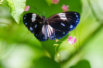 Tirumala septentrionis, the dark blue tiger butterfly