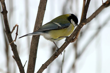 great tit on branch