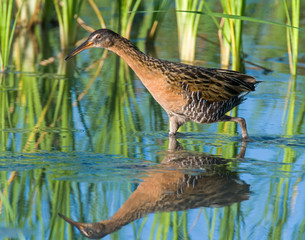 King Rail in a swamp