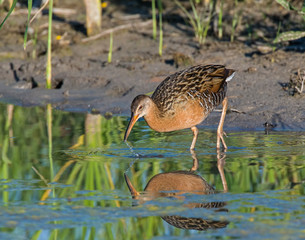 King Rail in a swamp
