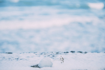 Fototapeta na wymiar 花と雪と海