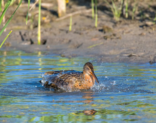 King Rail in a marsh