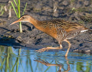 King Rail in a marsh