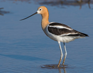 American Avocet