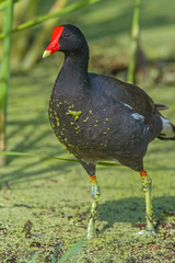 Common Gallinule in a marsh